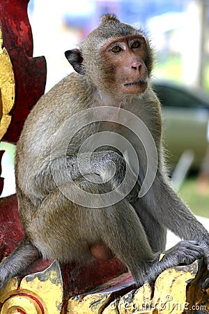 Thai Temple Macaque`s waiting for a free lunch Stock Photo